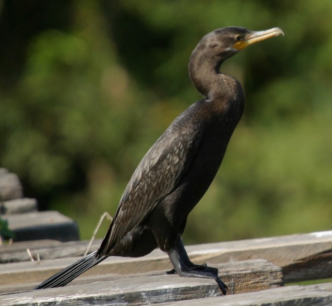 Cormorant, Neotropic b