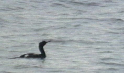 Cormorant, Pelagic 1