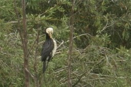 Cormorant, Pied 1