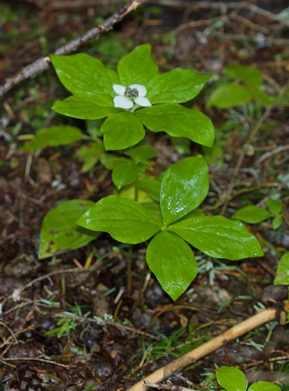 Cornus canadensis 3