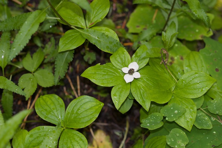 Cornus canadensis1