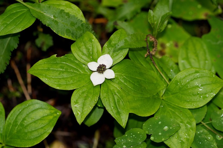 Cornus canadensis2