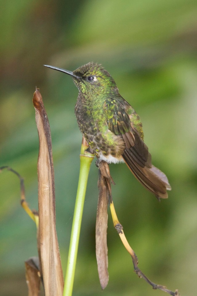 Coronet, Buff-tailed 1