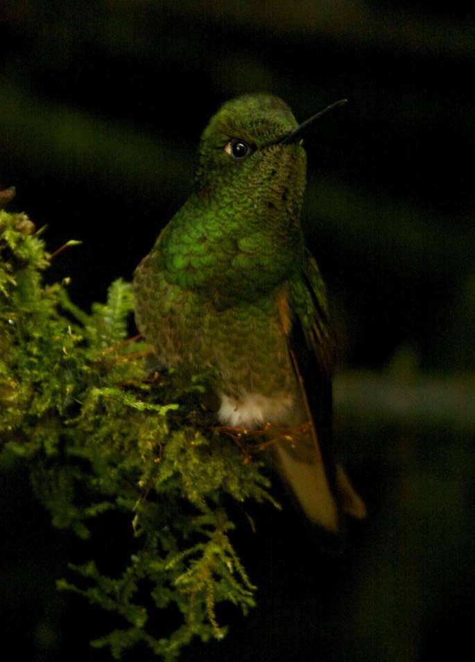 Coronet, Buff-tailed 3