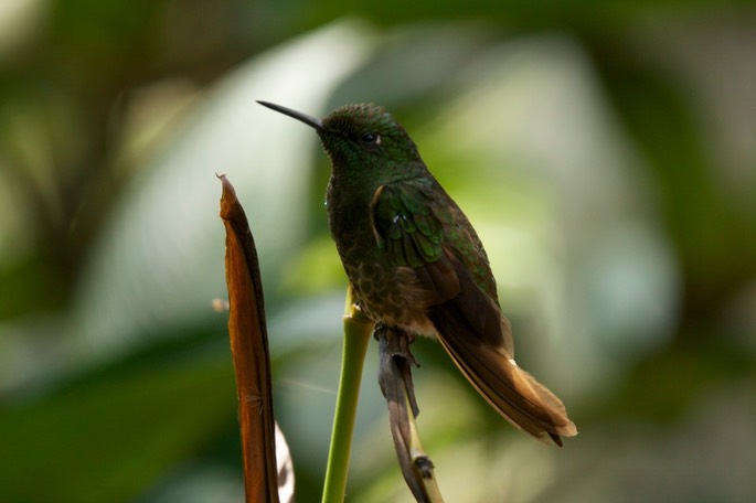 Coronet, Buff-tailed 6