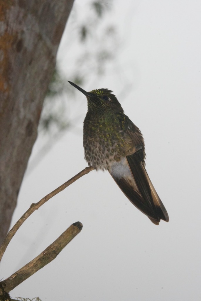 Coronet, Buff-tailed 8