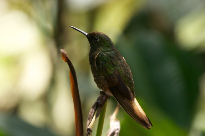 Coronet, Buff-tailed 9