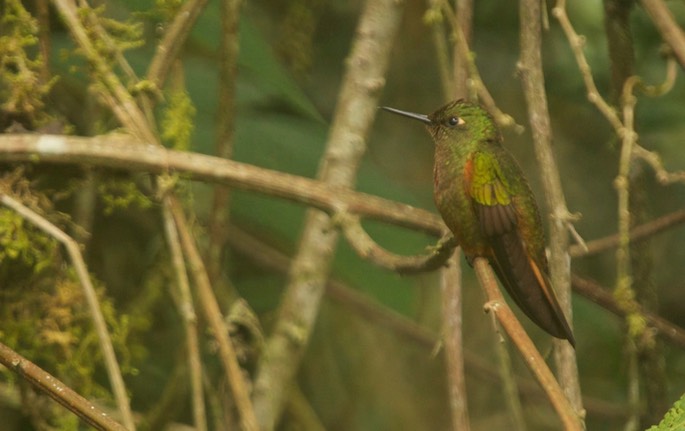 Coronet, Chestnut-breasted 1