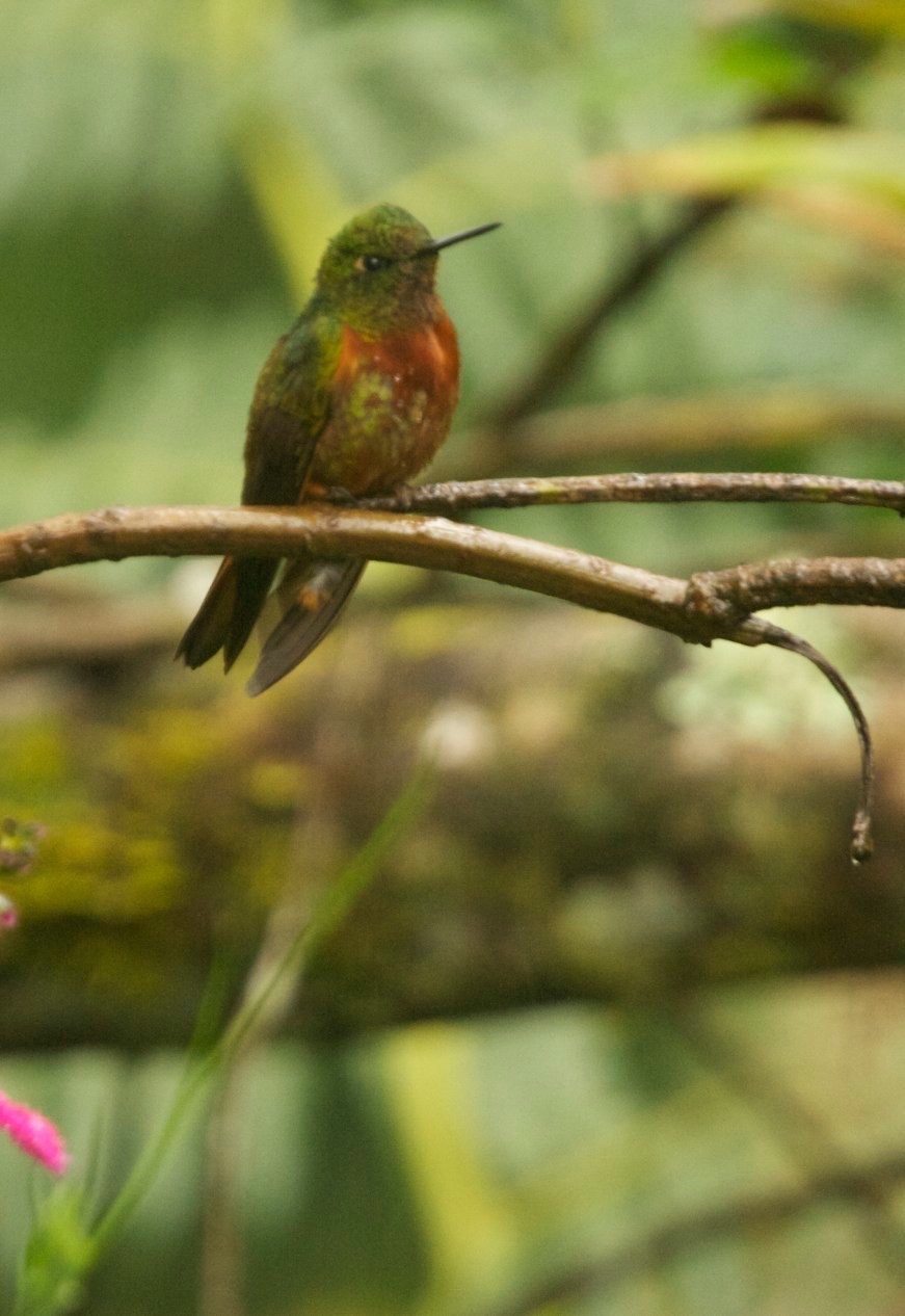 Coronet, Chestnut-breasted 2