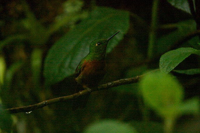 Coronet, Chestnut-breasted 3