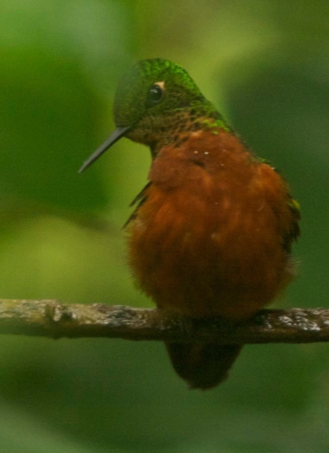 Coronet, Chestnut-breasted 4