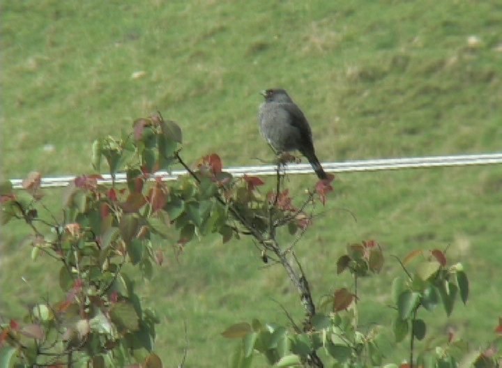 Cotinga, Red-crested