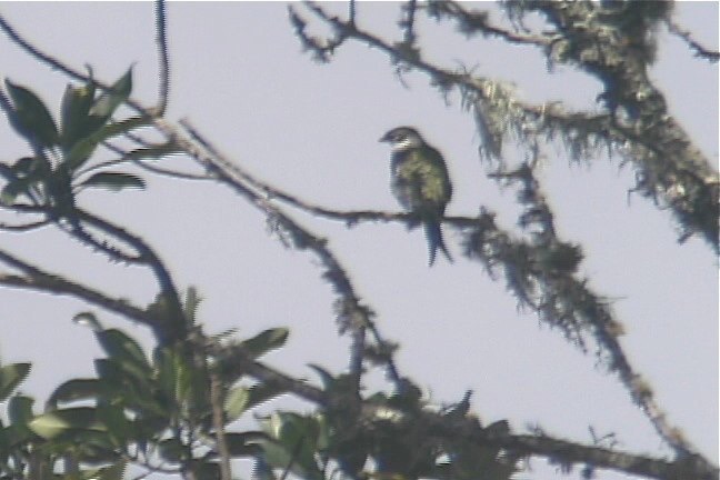 Cotinga, Swallow-tailed 2