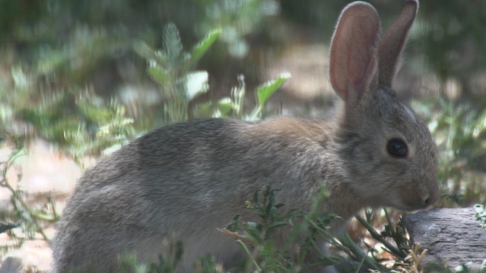 Cottontail, Desert 2