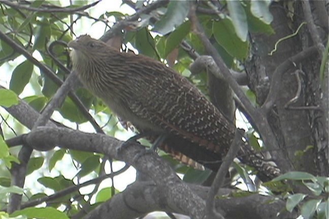 Coucal, Pheasant 1