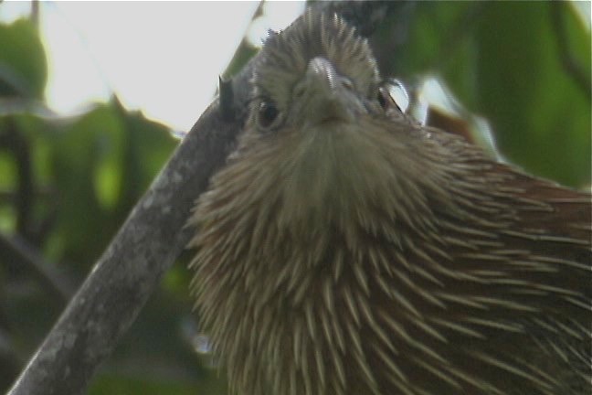 Coucal, Pheasant 2