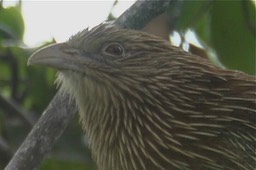 Coucal, Pheasant 3