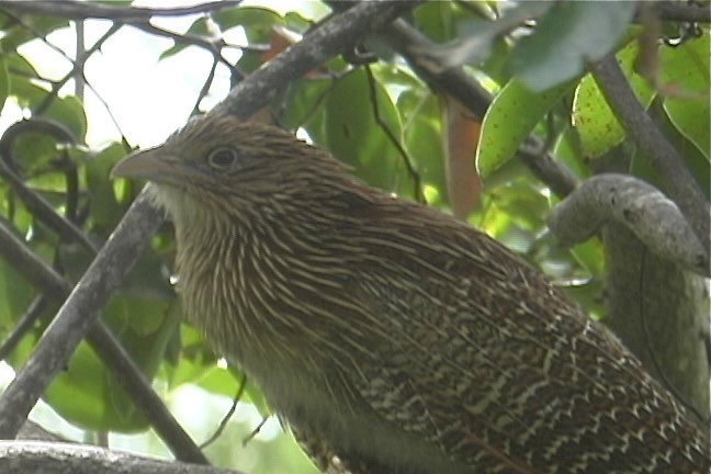 Coucal, Pheasant 4