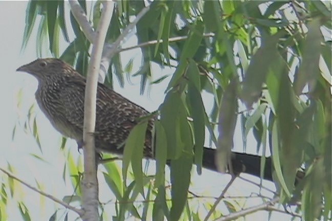 Coucal, Pheasant 5