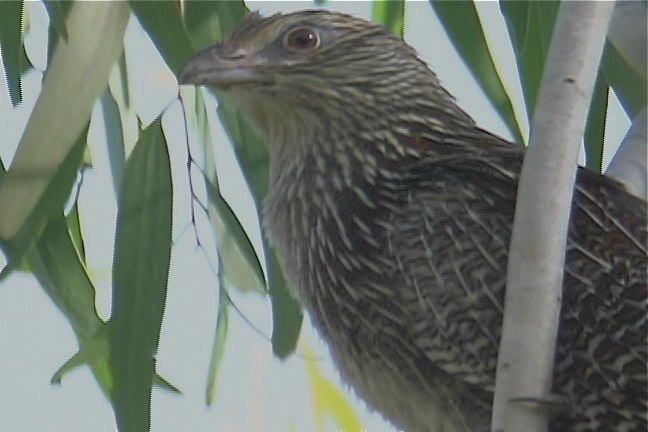 Coucal, Pheasant 6