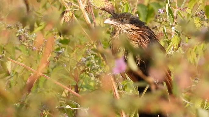 Coucal, Senegal 2