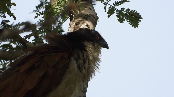 Coucal, Senegal 3