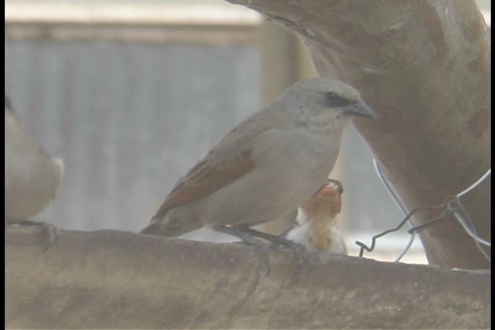 Cowbird, Bay-winged 1