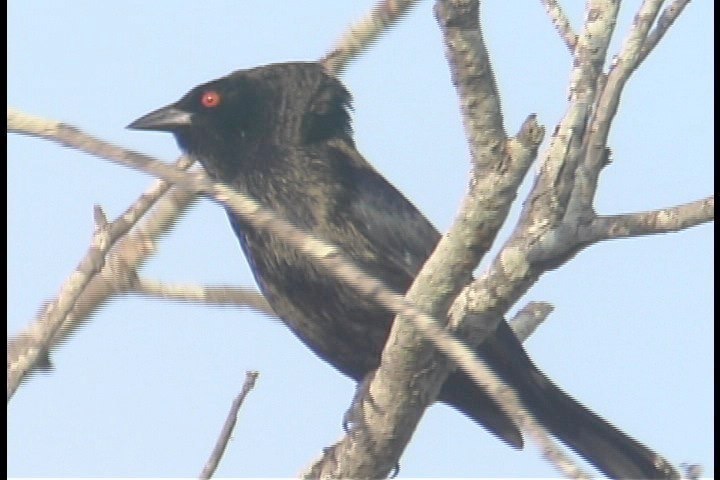 Cowbird, Bronzed 2