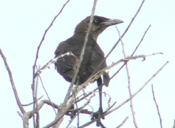 Cowbird, Giant 1