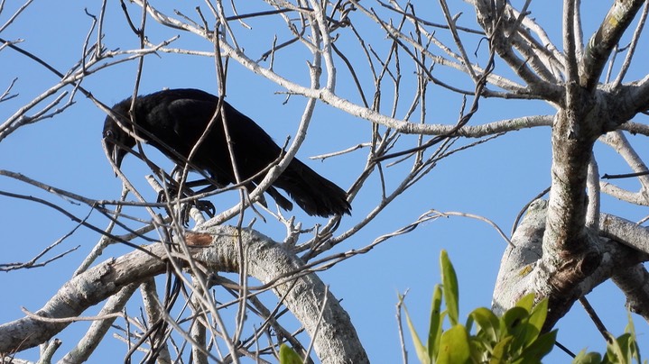 Cowbird, Giant (Belize 2021) a