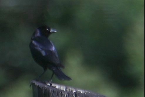 Cowbird, Shiny 1