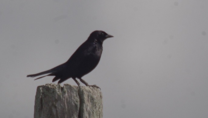 Cowbird, Shiny 1