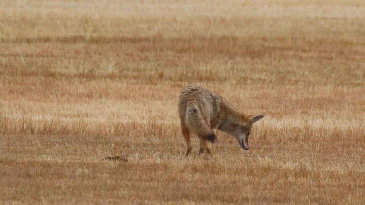 Coyote (Oregon) 1