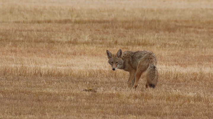 Coyote (Oregon) 2