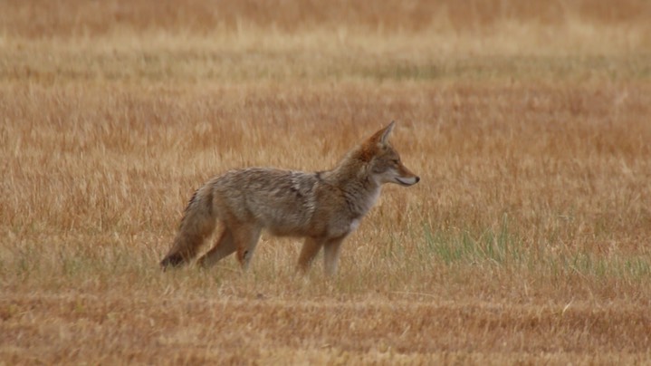 Coyote (Oregon) 3