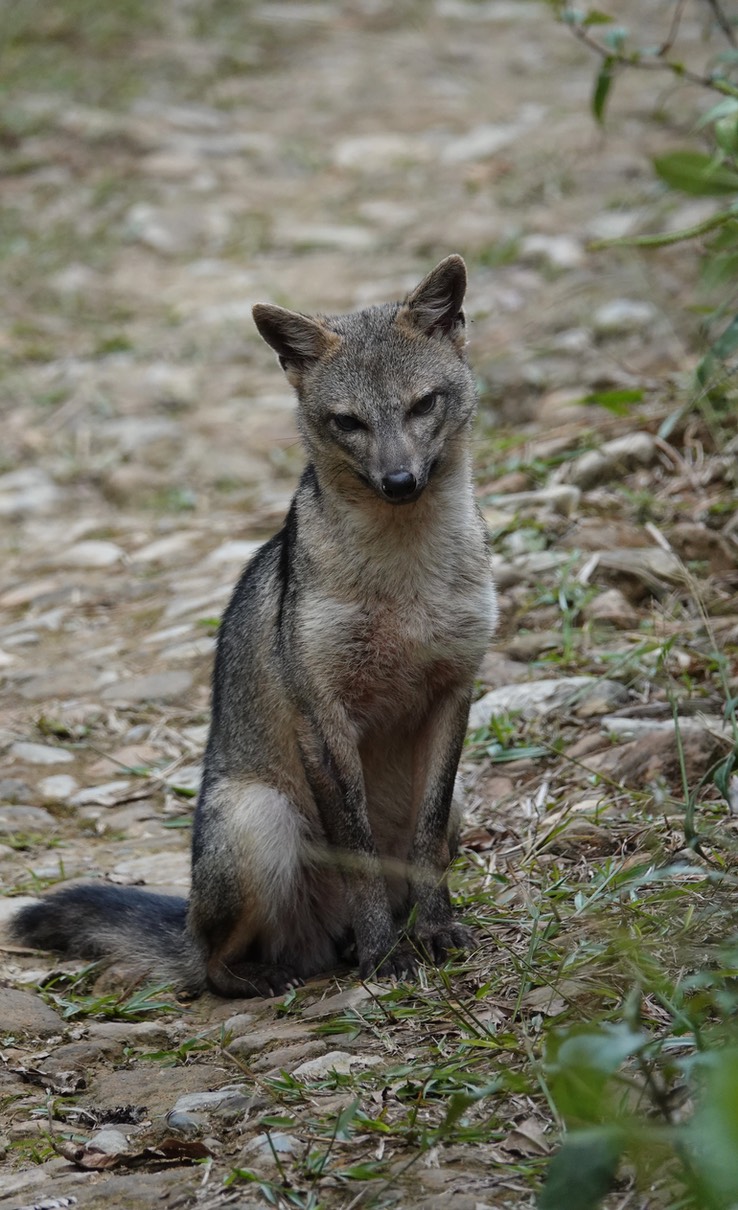 crab-eating fox a