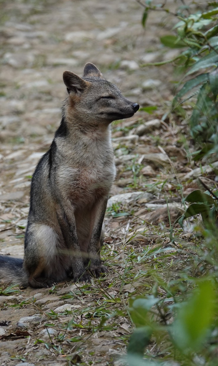 Crab-eating fox b