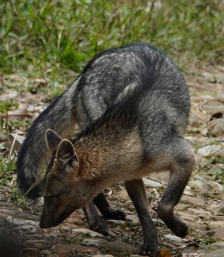 Crab-eating Fox2