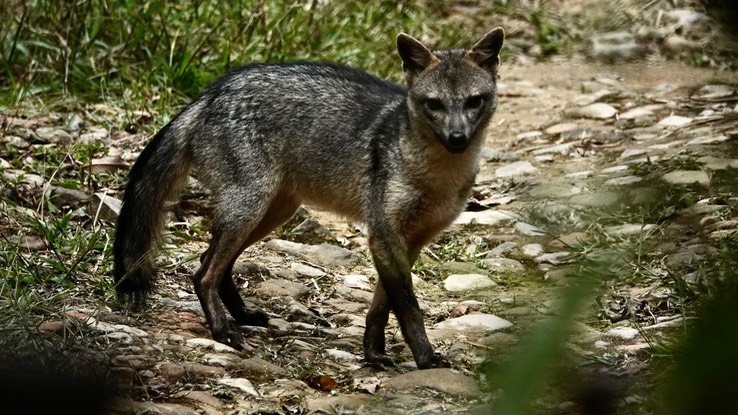 Crab-eating Fox4