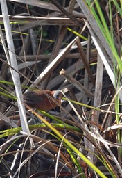 Crake, Ruddy Laterallus ruber