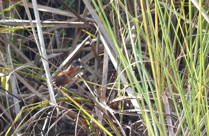 Crake, Ruddy Laterallus ruber2