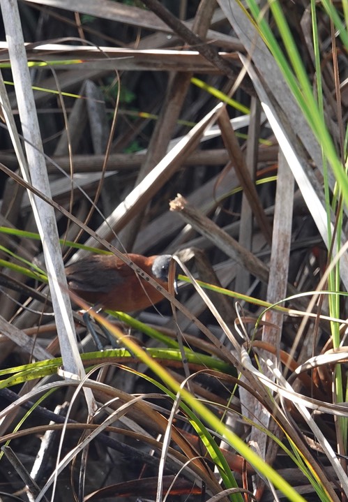 Crake, Ruddy Laterallus ruber