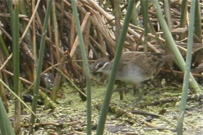 Crake, White-browed 1