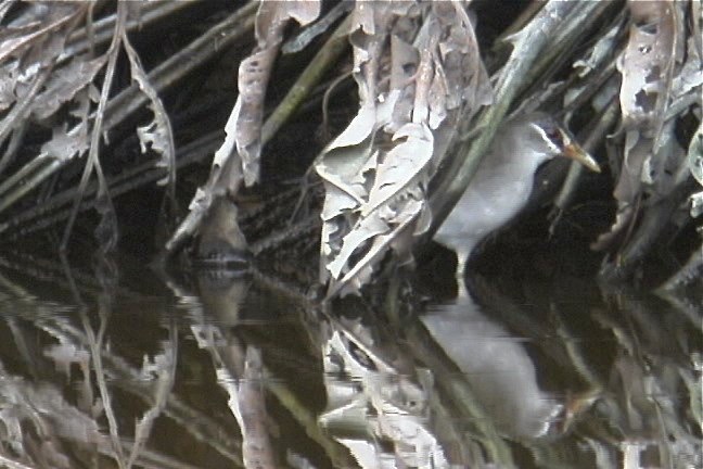 Crake, White-browed 2