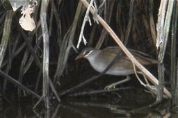 Crake, White-browed 3