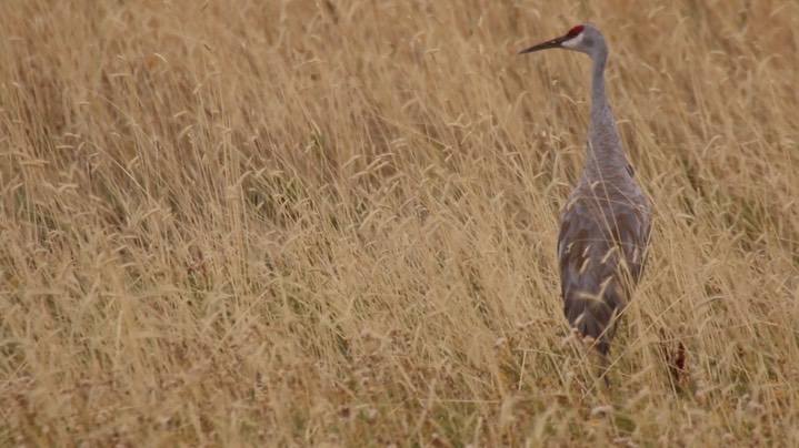 Crane, Sandhill (Oregon)