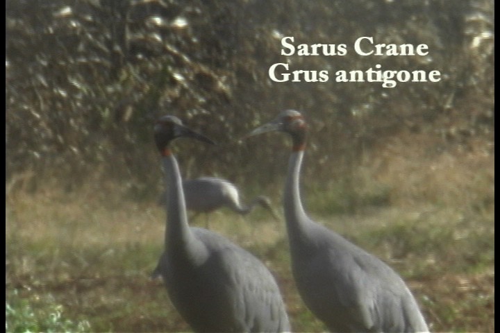 Crane, Sarus 2