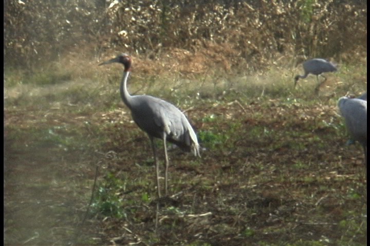 Crane, Sarus 4