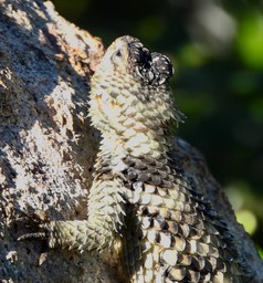 Crevice Spiny Lizard, Sceloporus poinsettii (1)