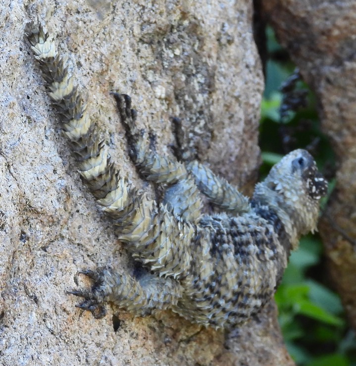 Crevice Spiny Lizard, Sceloporus poinsettii (2)